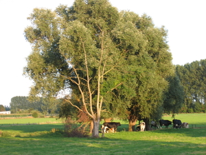schuilplaats voor koeien