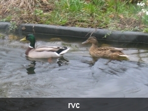 wilde eenden broeden aan onze vijver eend