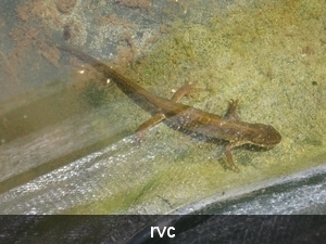 vijver salamander