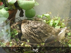 eenden kweken in bloempot op ons terras