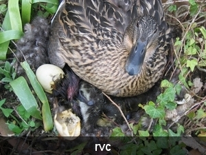 eenden kweken in bloempot op ons terras