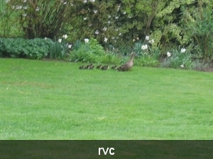 eenden kweken in bloempot op ons terras