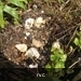 )eenden kweken in bloempot op ons terras