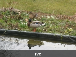 eenden kweken in bloempot op ons terras