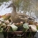 eenden kweken in bloempot op ons terras