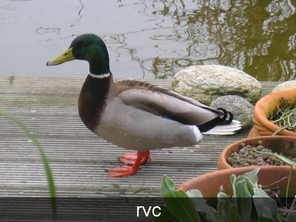 eenden kweken in bloempot op ons terra