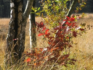 herfst sept 2008 030 (11)