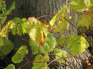 herfst sept 2008 030 (39)