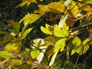 herfst sept 2008 030 (49)