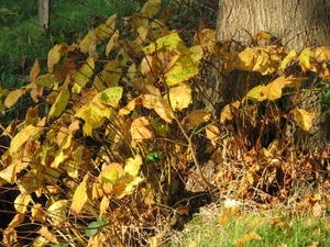 herfst sept 2008 030 (65)