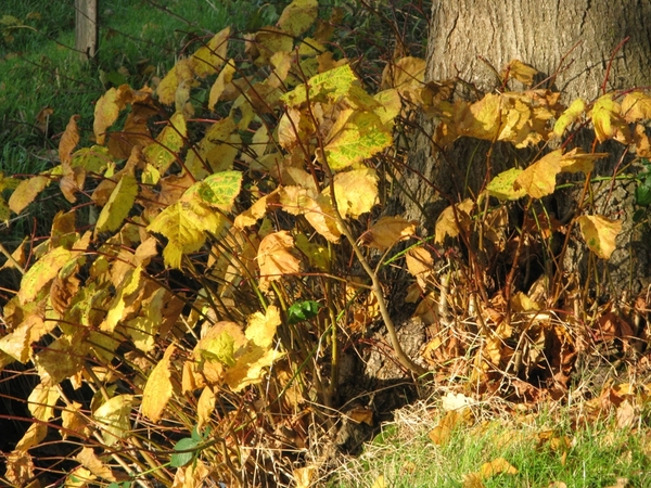 herfst sept 2008 030 (65)