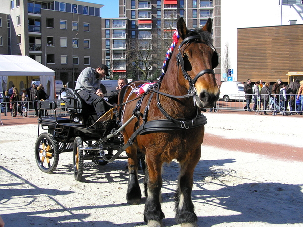 paardenmarkt 035