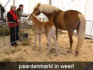 paardenmarkt 009