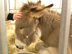 paardenmarkt 018