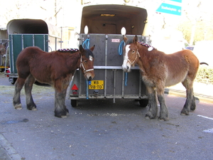 paardenmarkt 020