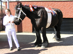 paardenmarkt 023