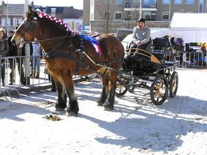 paardenmarkt 027
