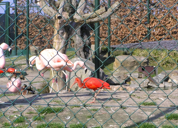 paardenmarkt 069