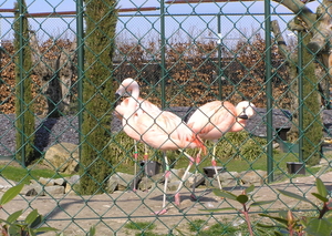 paardenmarkt 086