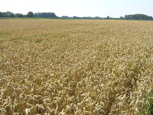 P7250004