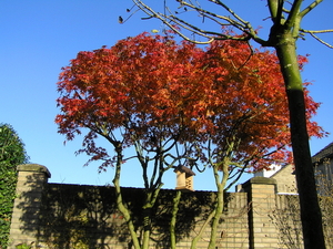 Afbeelding 017