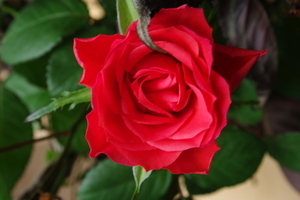 IMGP2405