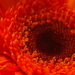 IMGP2823