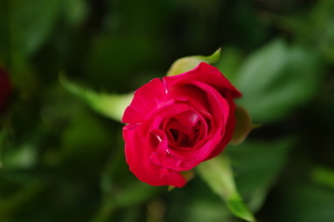 IMGP3637