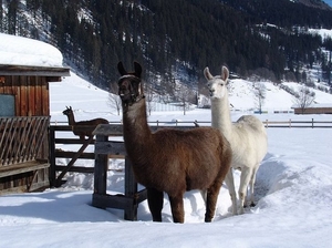 sized_Elbigenalp_maart_2009_041