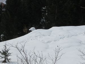 Afdruk van sneeuwschoenen