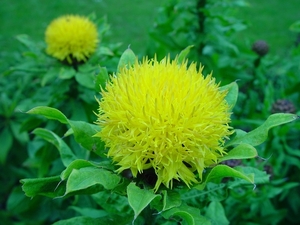 Centaurea macrocephala