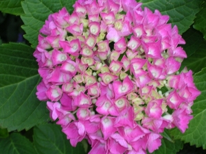 Hydrangea