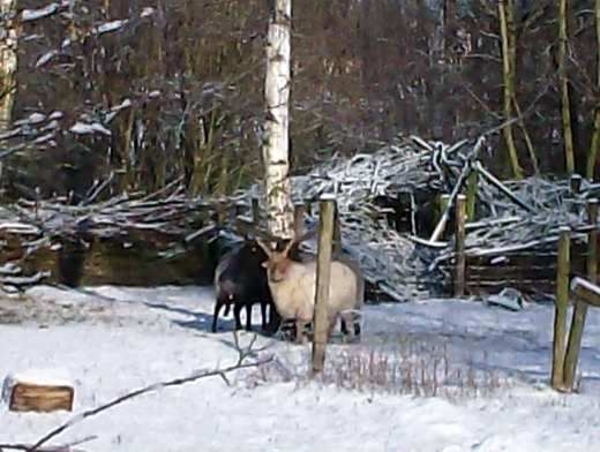 winterbeelden Eeklo