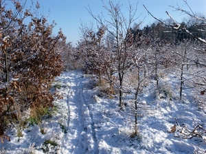winterbeelden rondom Eeklo