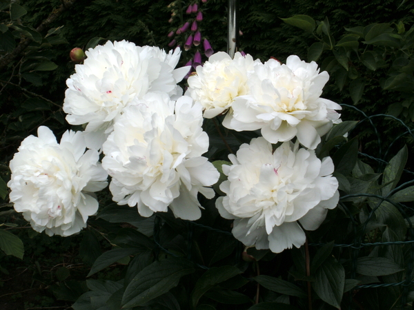 de pioenen staan mooi dit jaar...