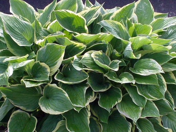 hosta..