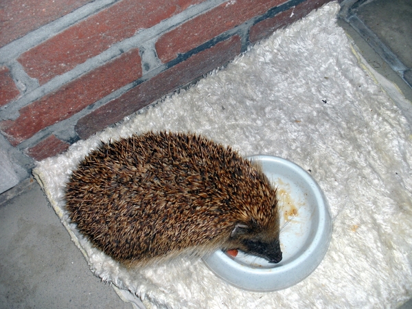 de kat haar bakje leegeten..