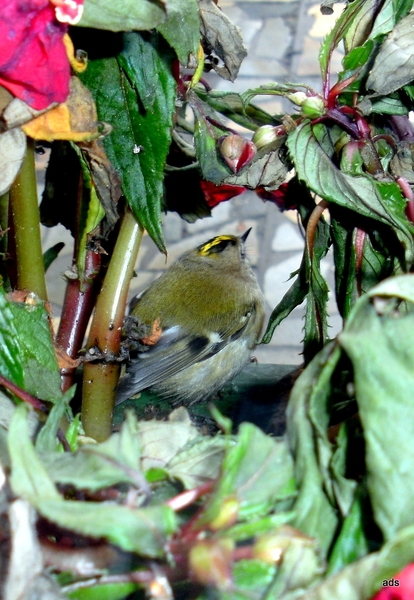 kleinste vogeltje van Europa