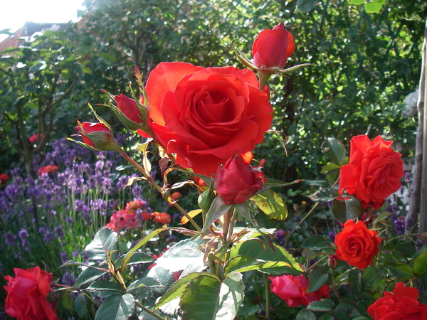 bloemen en rozen 010