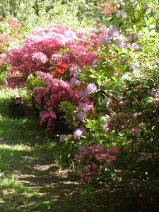 DSC00434
