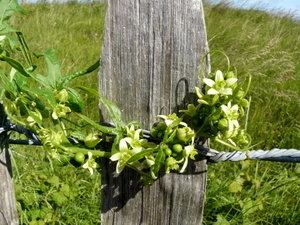 in de duinen te Middelkerke