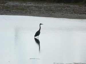 reiger in tegenlicht te Raversijde