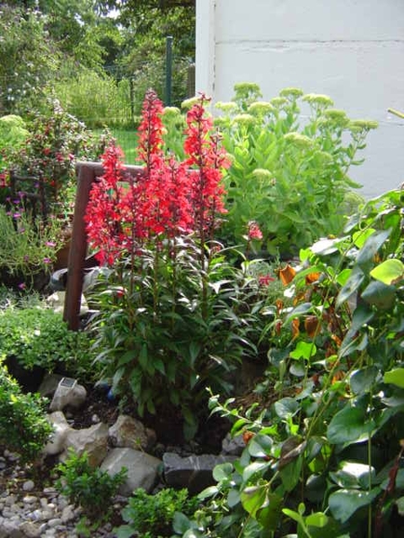 augustus 2008 019