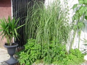 augustus 2008 022