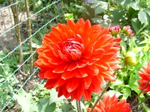 augustus 2008 041