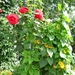 augustus 2008 056