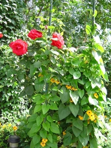 augustus 2008 056