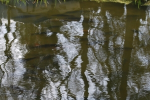 Karpers in het ondiepe water.