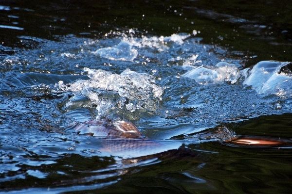 Openingswedstrijd 2009 (83)