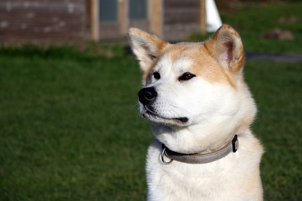 Ook opgevoede honden, niet retriever, welkom!